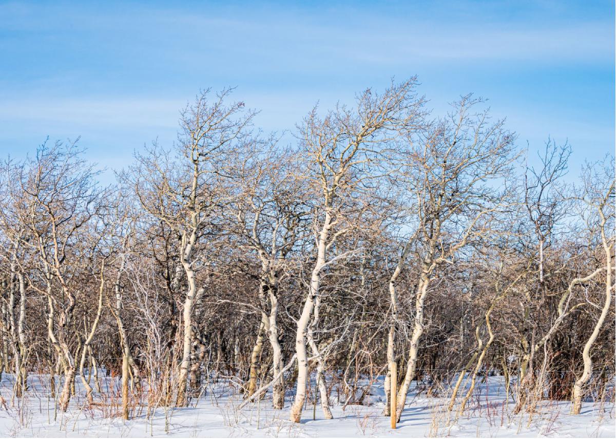 Winter 4 Bare Trees