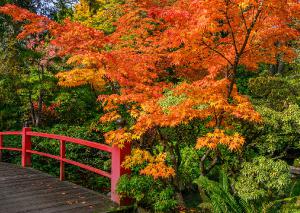 Autumn 5 Fall trees and bridge