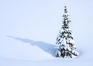 Winter 9 Lone Tree in the Snow