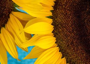 Sunflowers 2