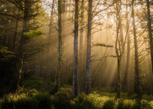 Light Through the Trees