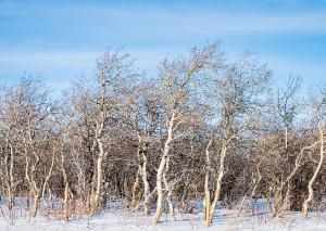 Winter 4 Bare Trees