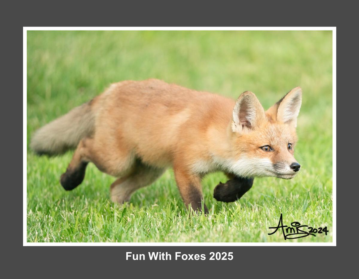 Funny Foxes