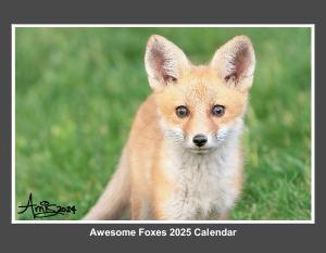 Fun With Foxes 2025