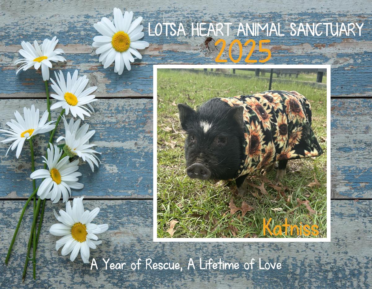 Lotsa Heart Animal Sanctuary 2025 Calendar