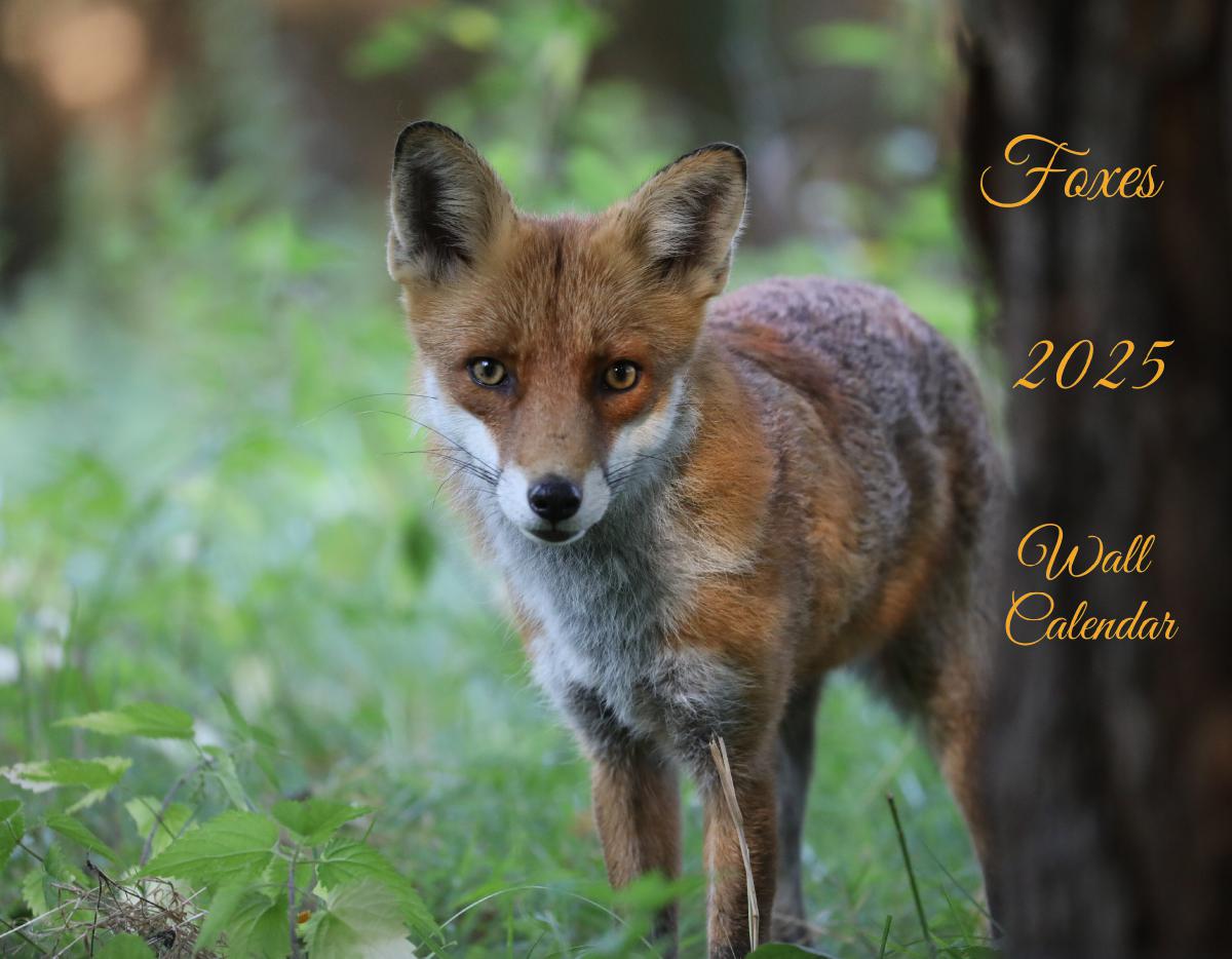 Foxes 2025 Wall Calendar