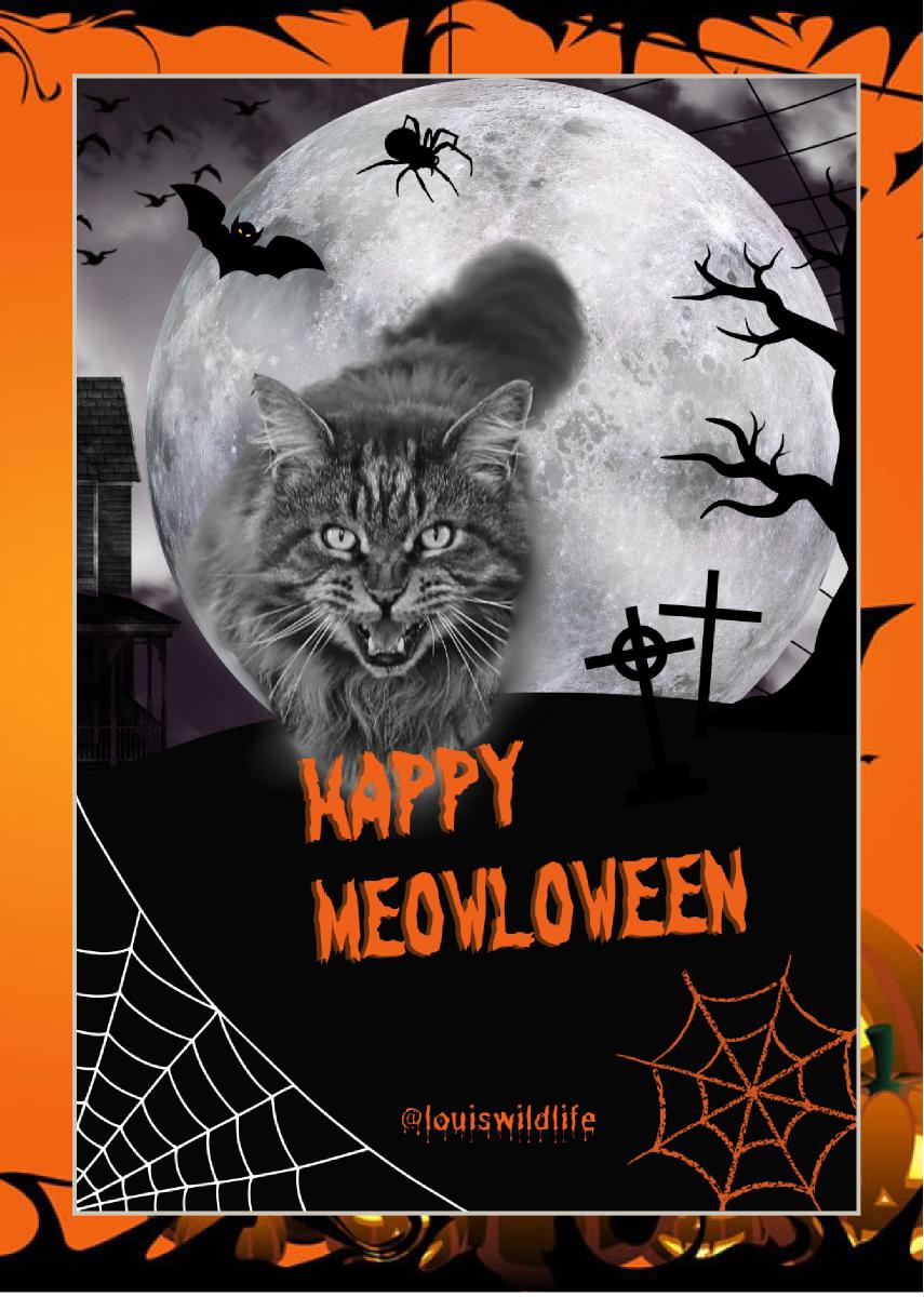 Happy Meowloween