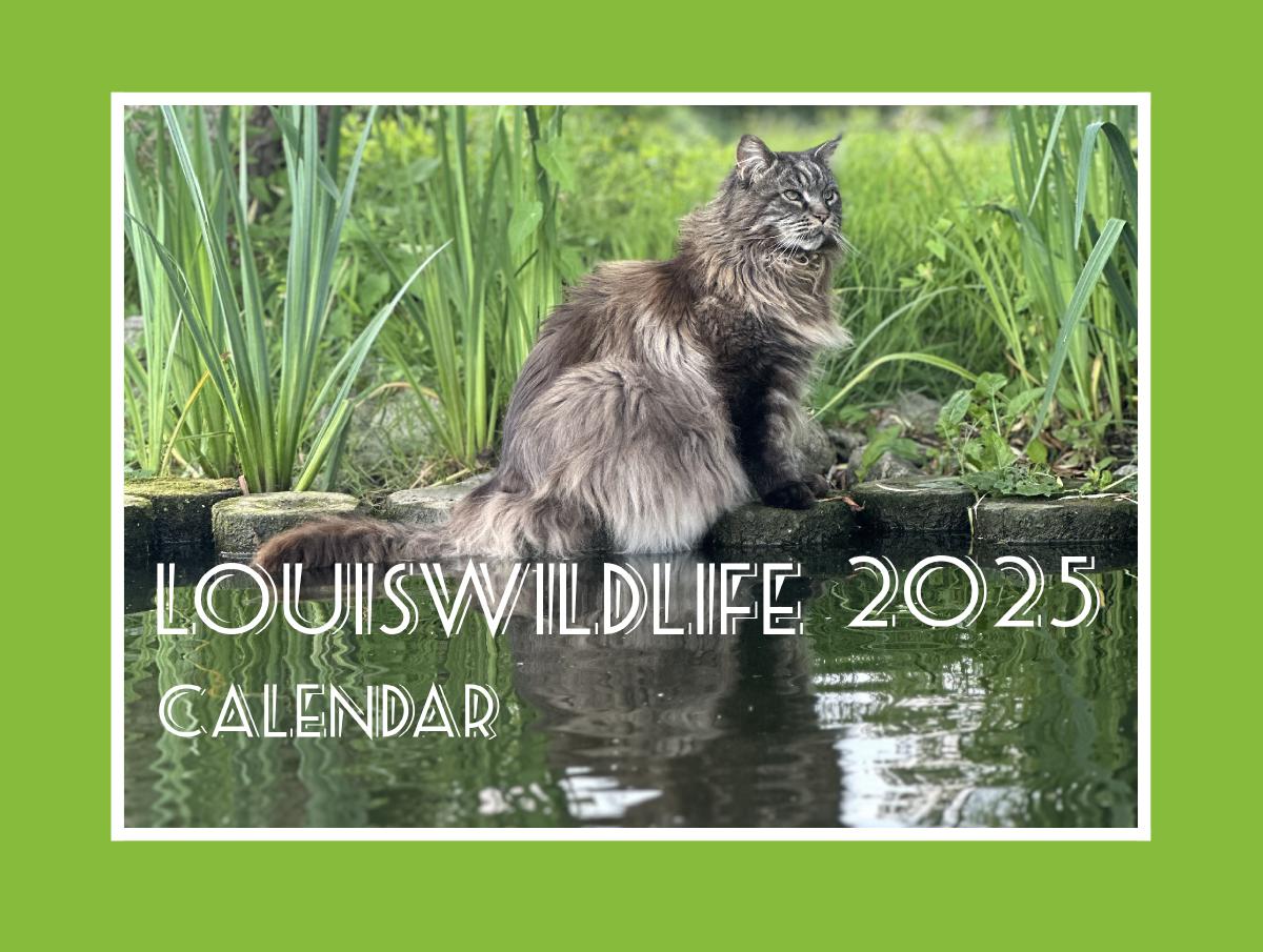 Louiswildlife 2025 Wall Calendar