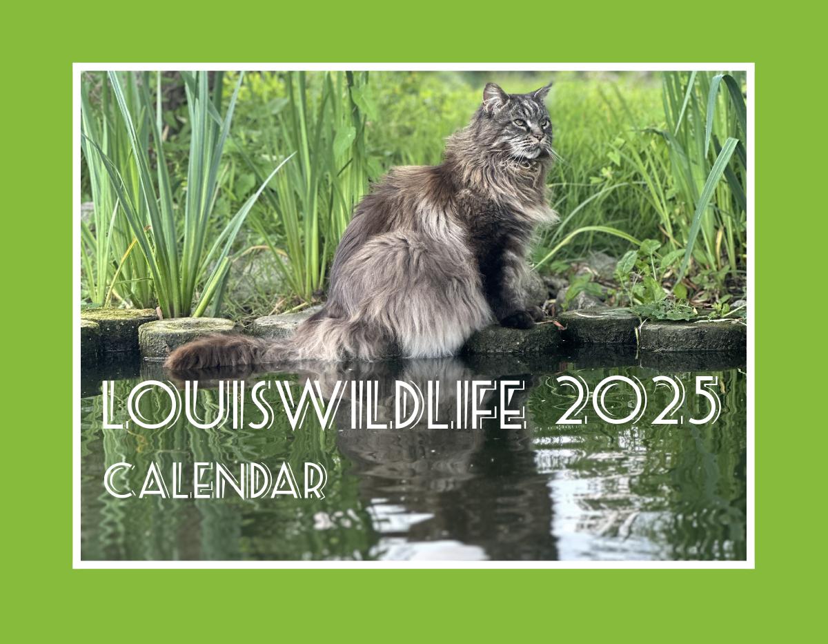 Louiswildlife 2025 Wall Calendar