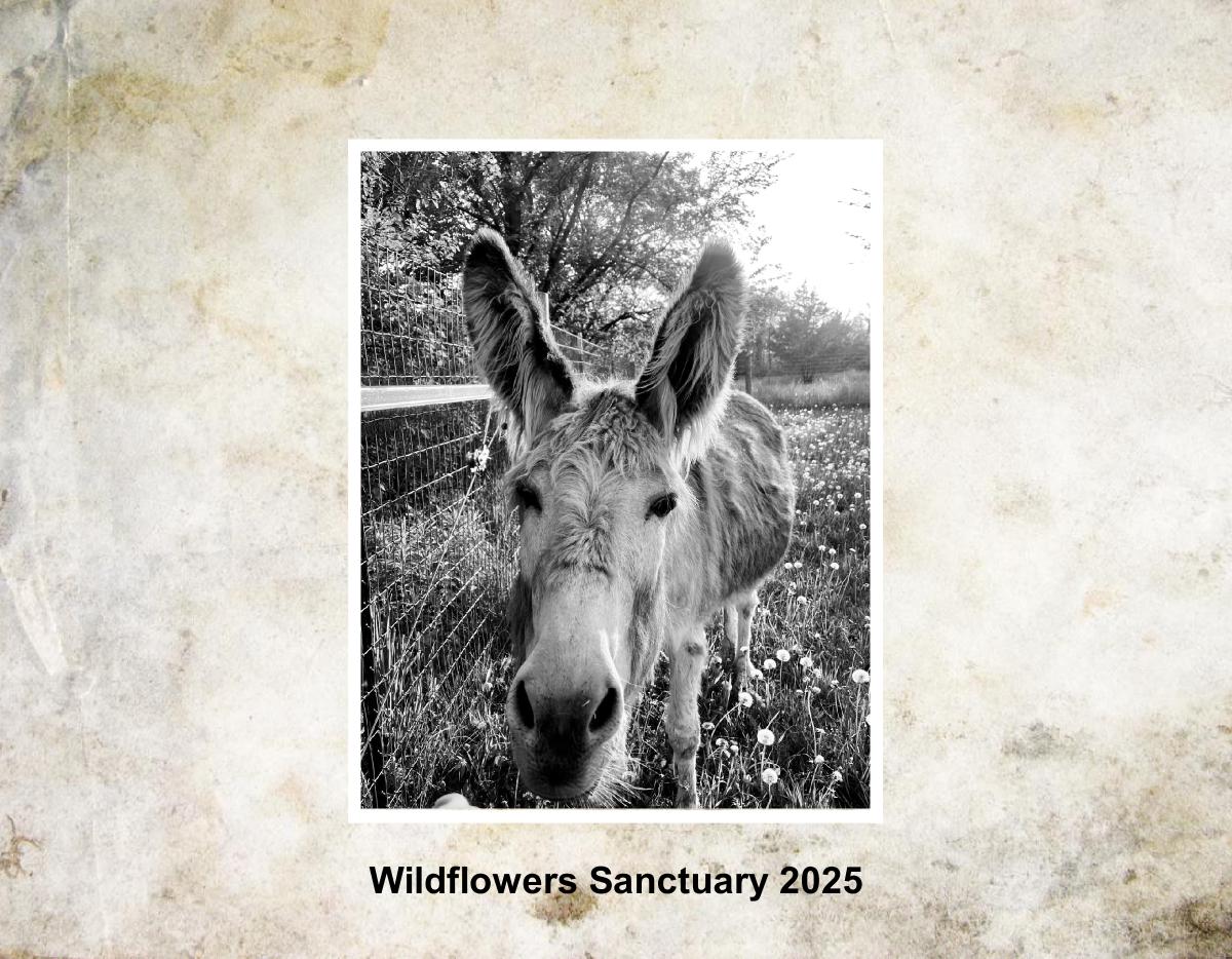 Wildflowers Sanctuary 2025 Wall Calendar