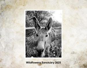 Wildflowers Sanctuary 2025 Wall Calendar