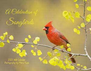 A Celebration of Songbirds 2025