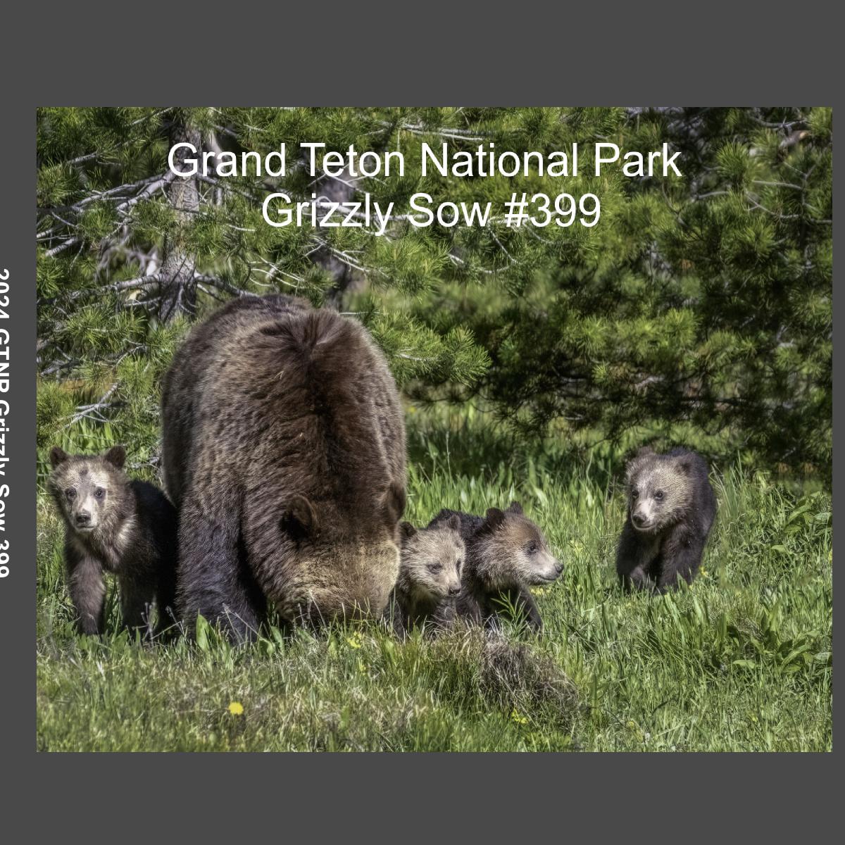 2026 Grizzly bear #399 and her cubs