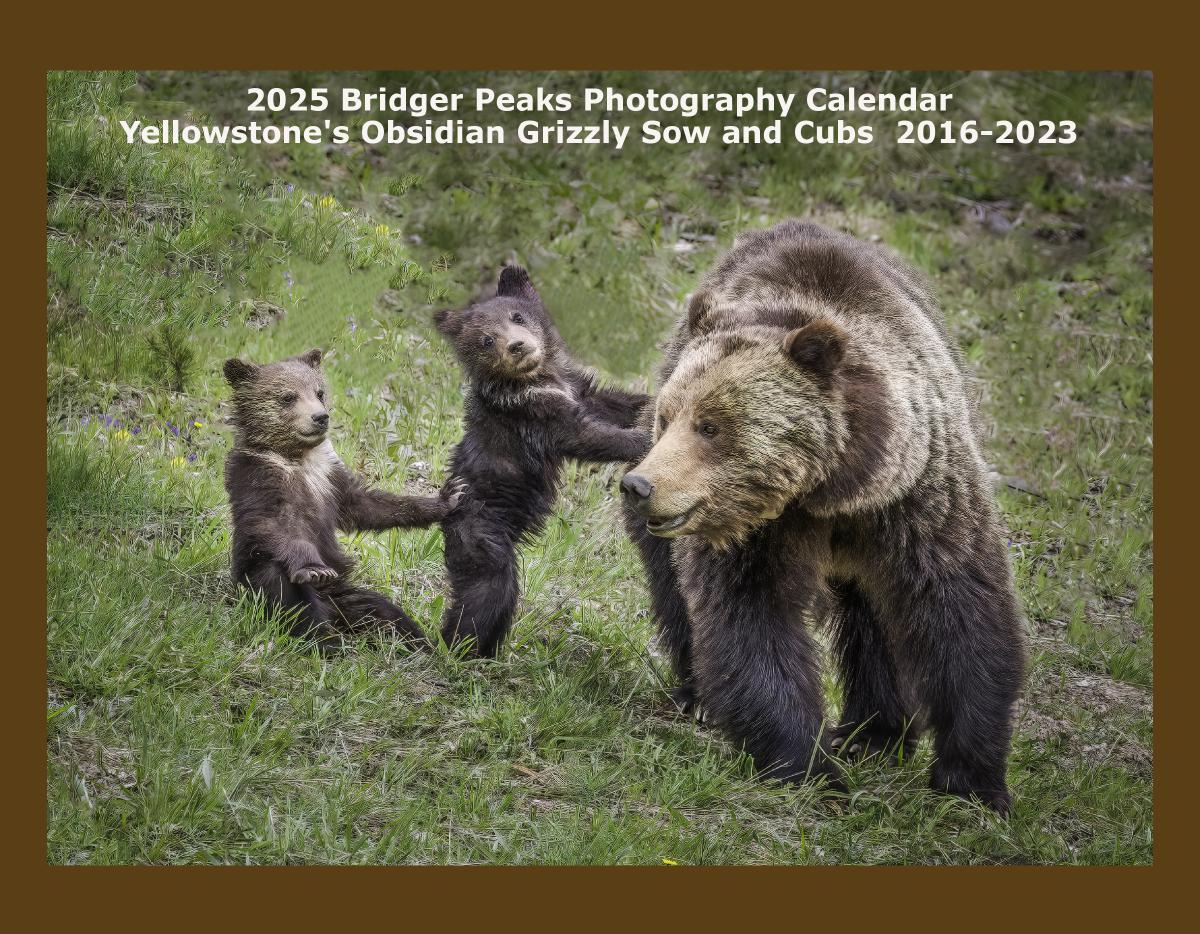 2025 Yellowstone's Obsidian Sow and Cub 2016-2022