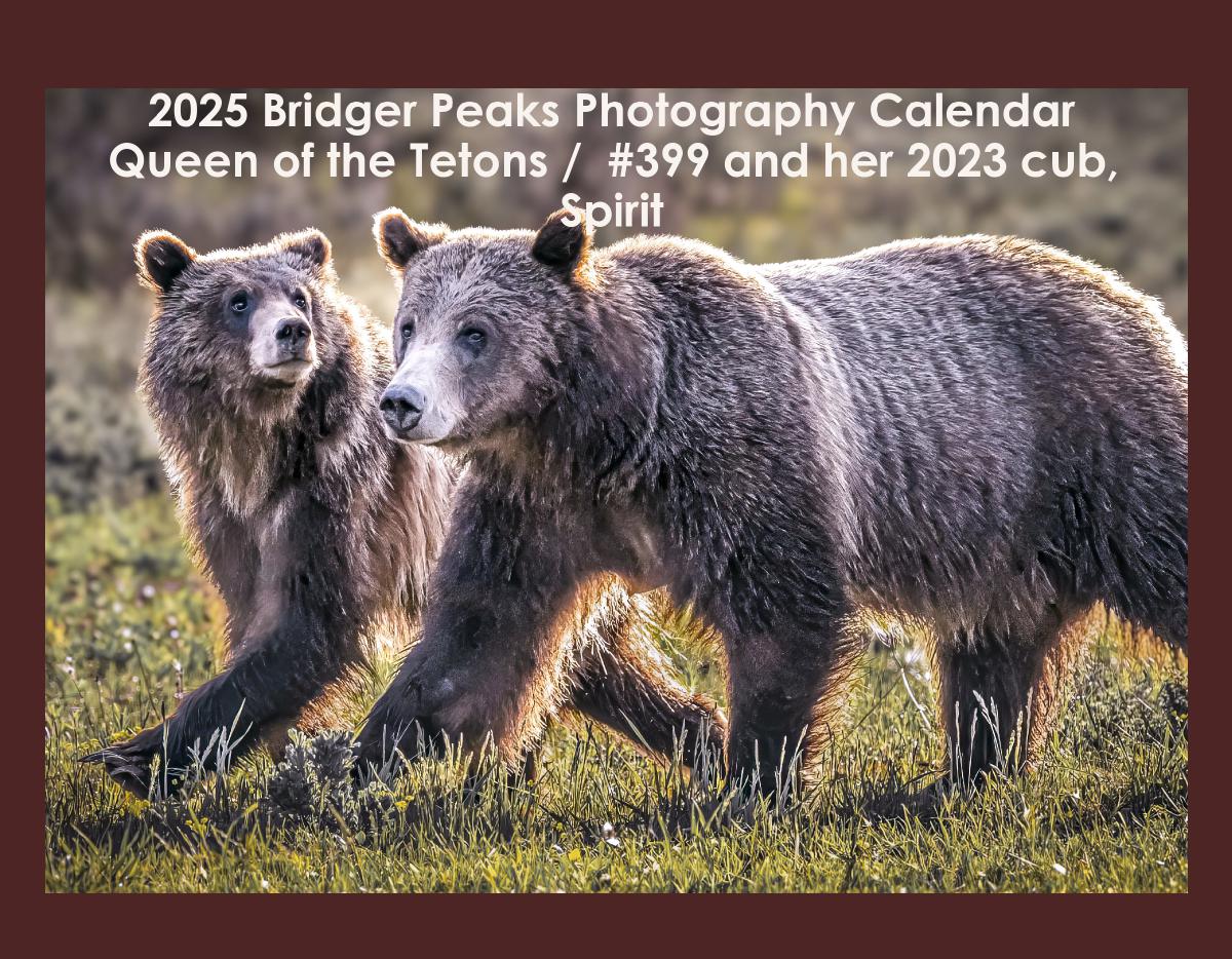 2025 Tribute to GTNP Grizzly Bear Sow #399