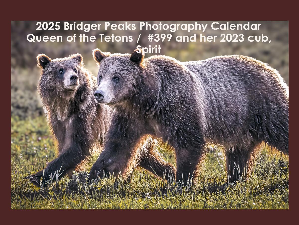 2025 Tribute to GTNP Grizzly Bear Sow #399