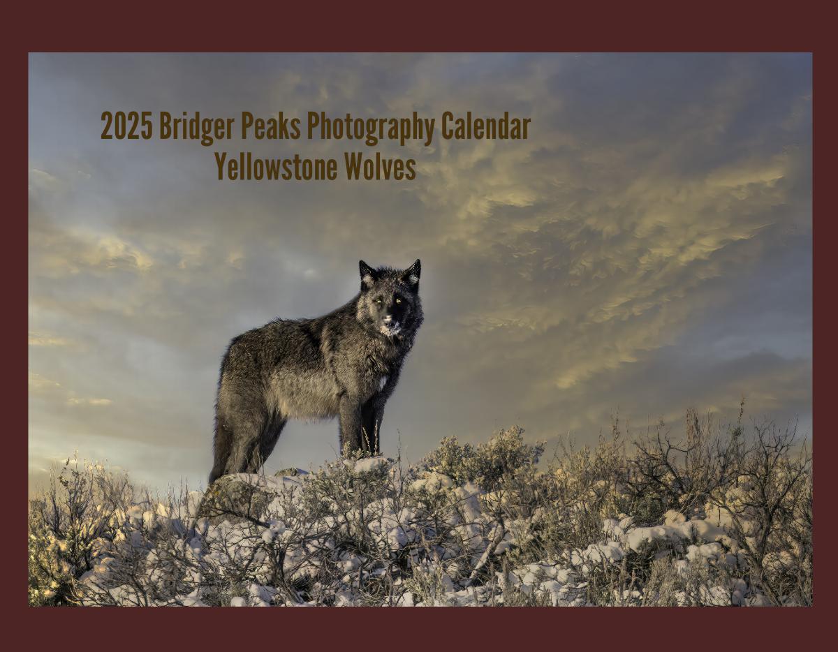 2025 Yellowstone Wolves Calendar