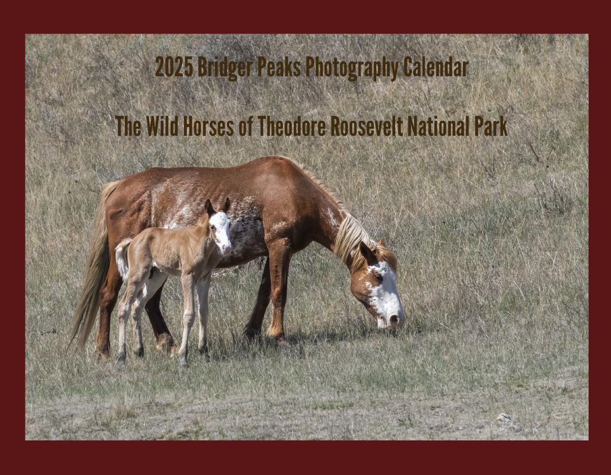 2025 Wild Horses of the North Dakota Badlands