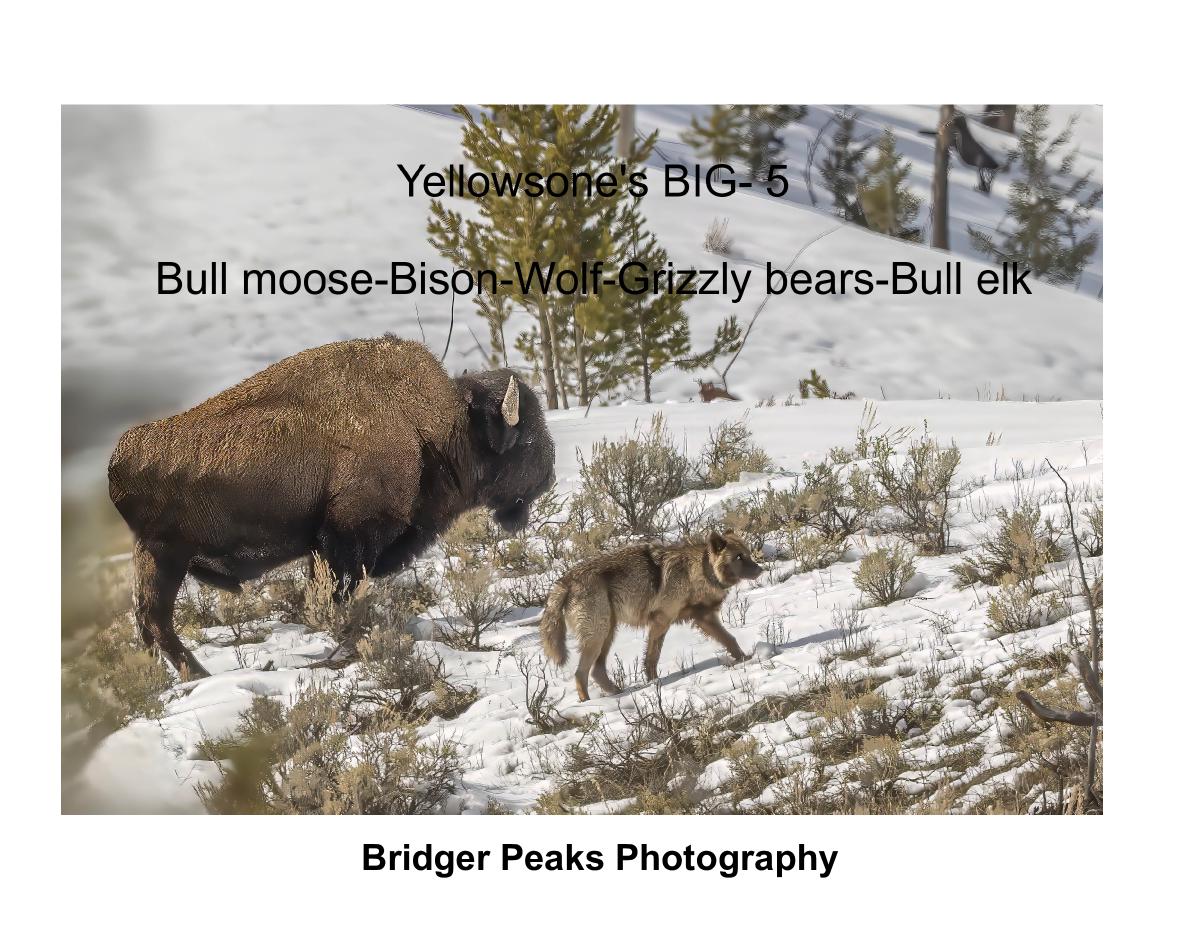 Yellowstone's BIG 5