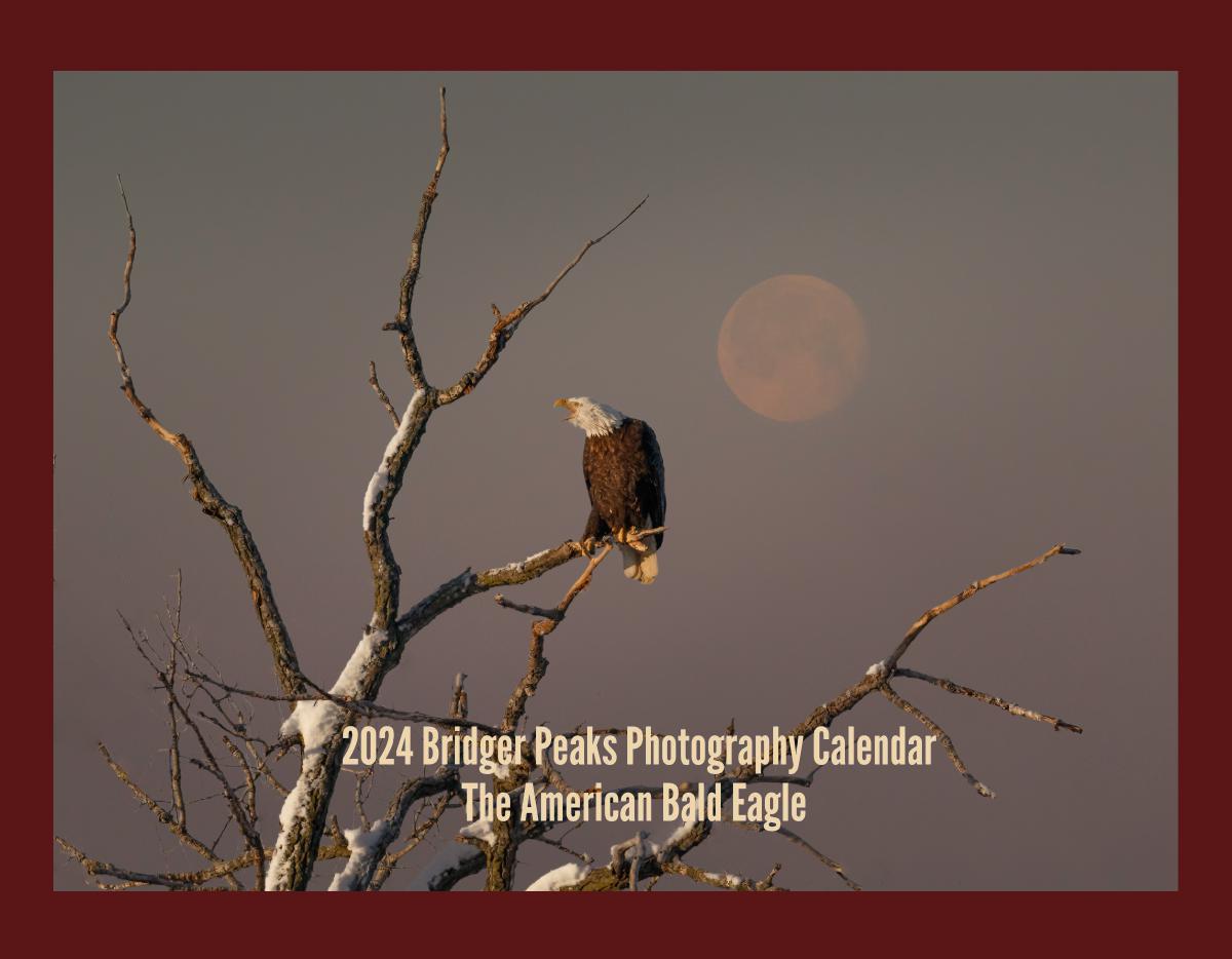 2025 American Bald Eagle Wall Calendar