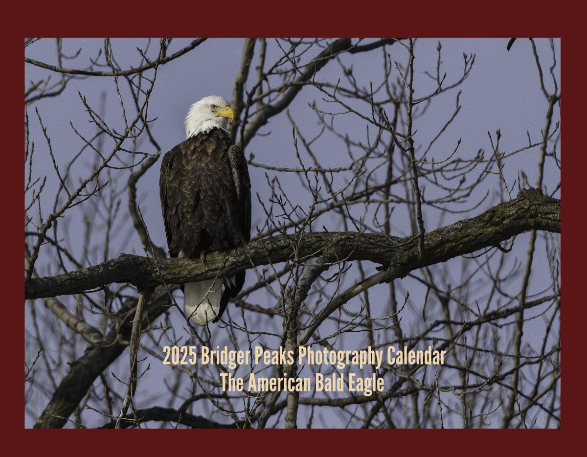 2025 American Bald Eagle Wall Calendar