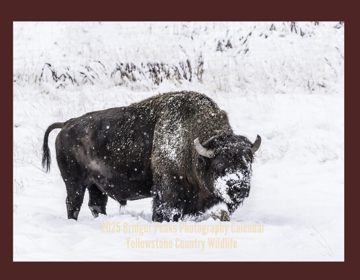 2022 Rocky Mountain Wildlife Wall Calendar | Create Photo Calendars