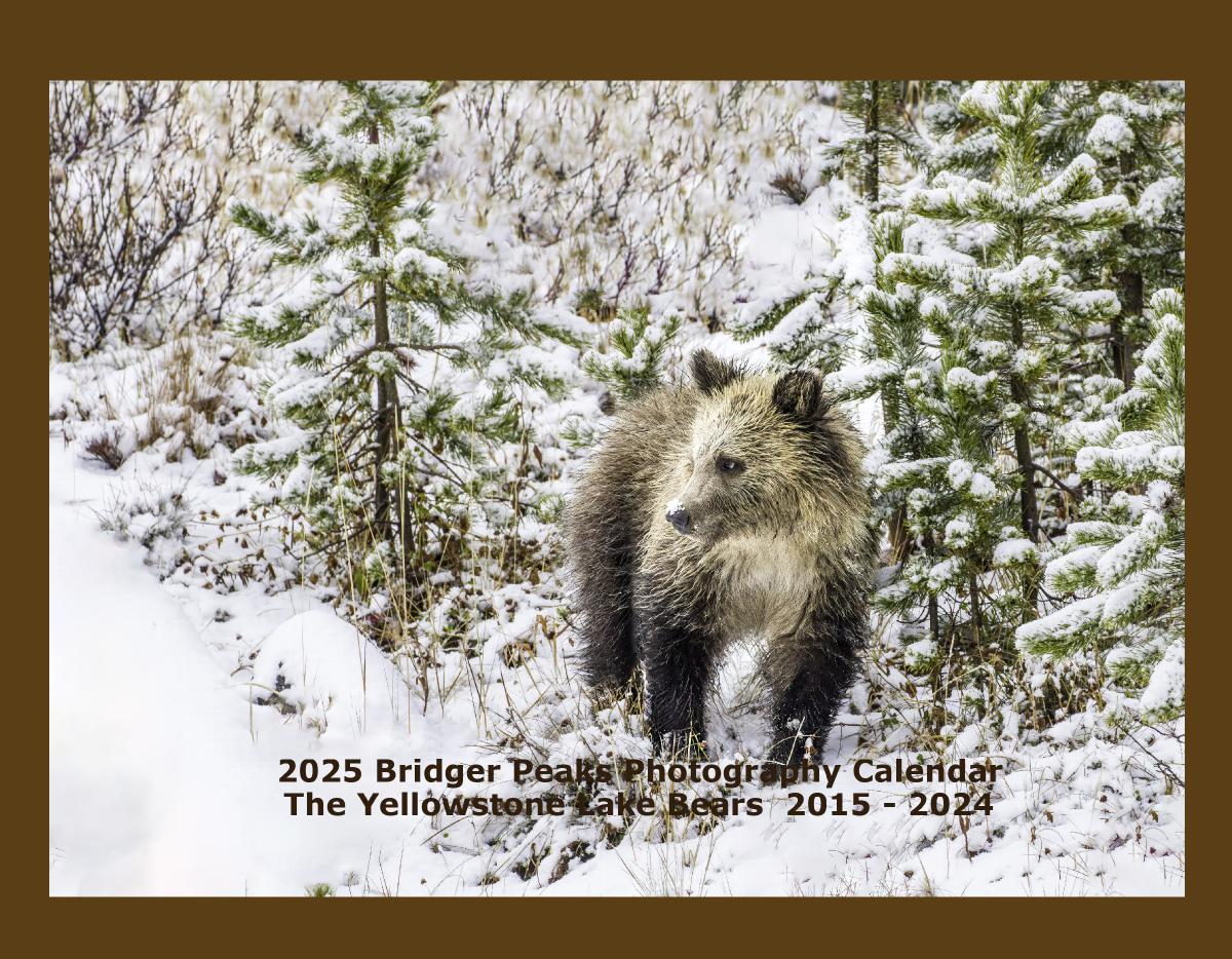 2024 Yellowstone Lake Bears 2015-2023