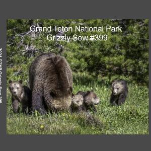 2026 Grizzly bear #399 and her cubs