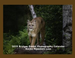 2025 Rocky Mountain Lion Wall Calendar