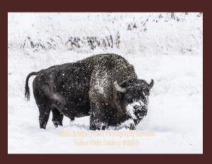 2025 Yellowstone Country Wildlife