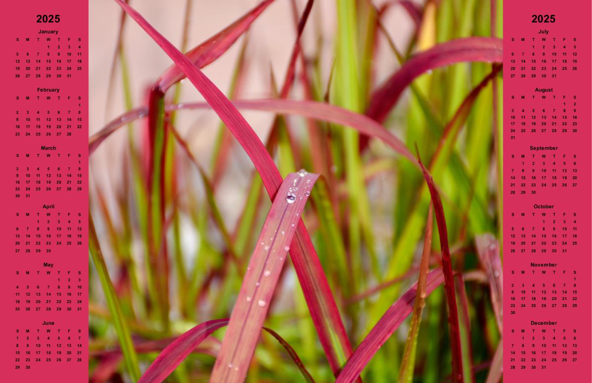 Morning Dew on Grass