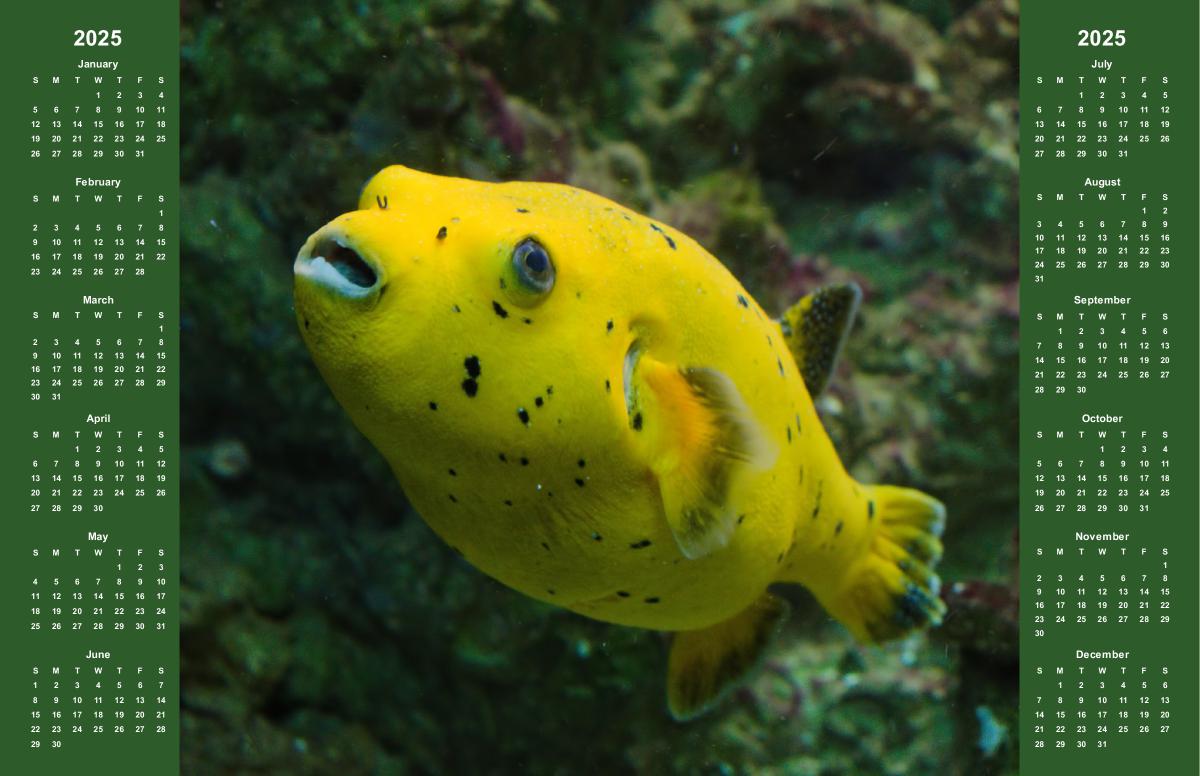 Yellow Pufferfish – Underwater Elegance