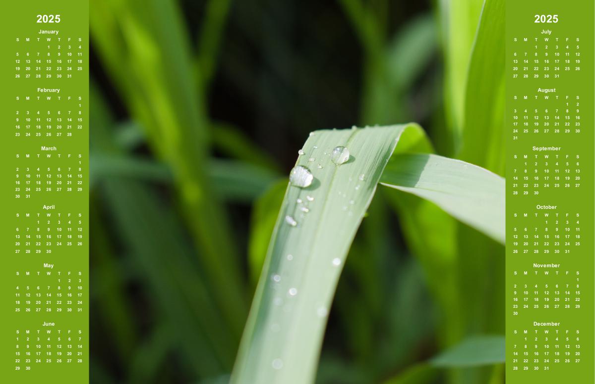 Morning Dew on Grass