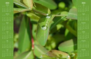 Fresh Raindrops on Green Leaves