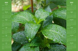 Fresh Raindrops on Green Leaves