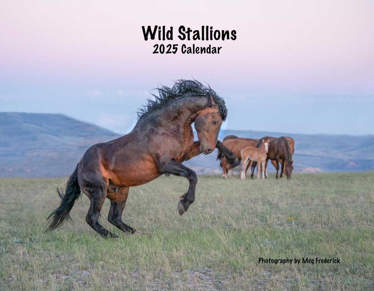 2025 Wild Stallions