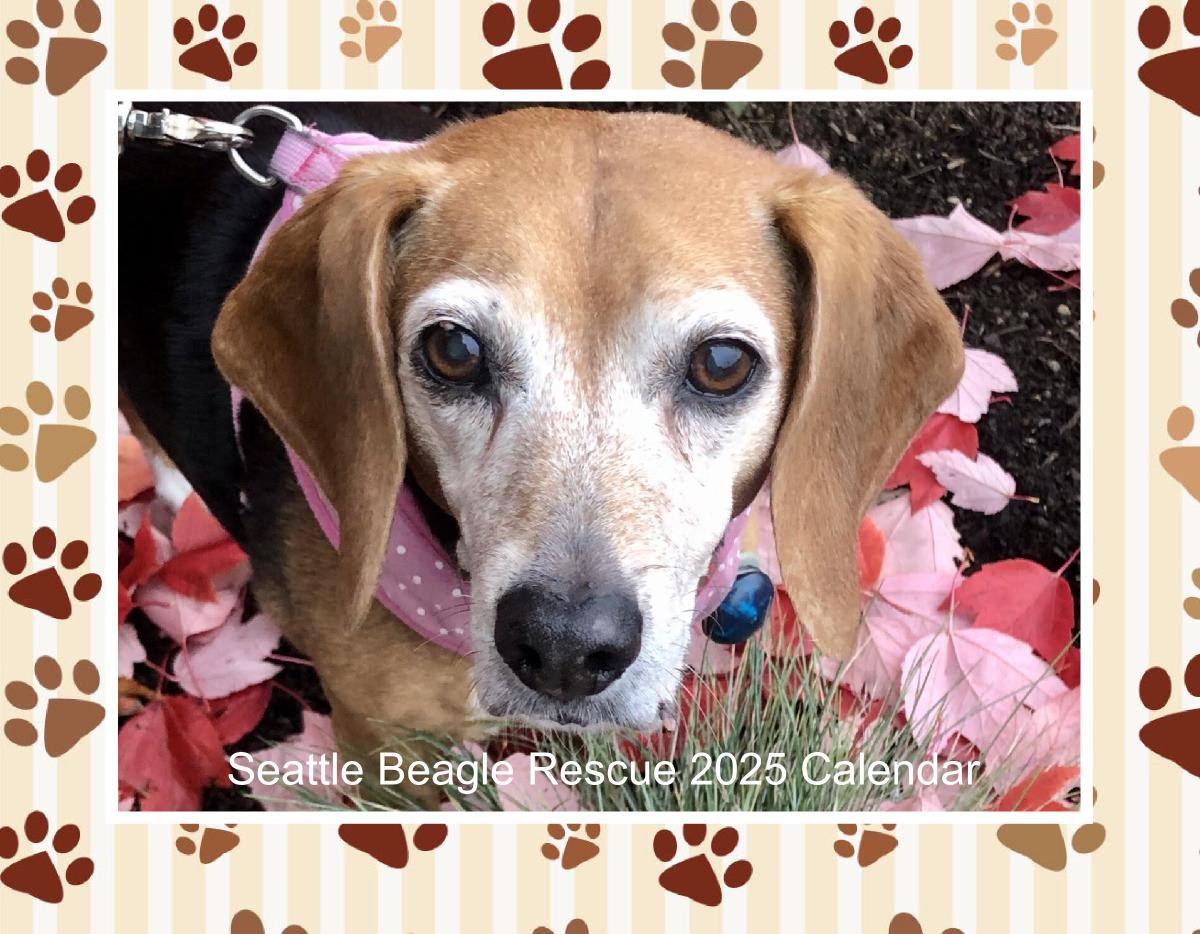 Seattle Beagle Rescue 2025 Calendar