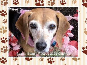 Seattle Beagle Rescue 2025 Calendar