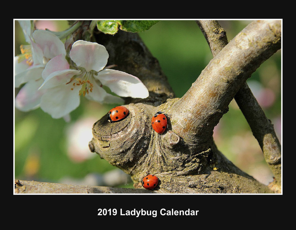 2019 Ladybug Calendar Create Photo Calendars