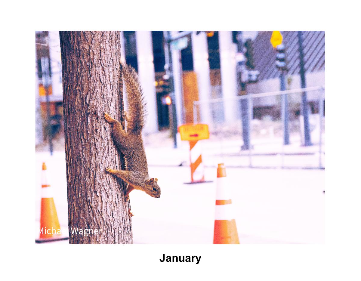 Premium Squirrel Calendar by Michael S Wagner.