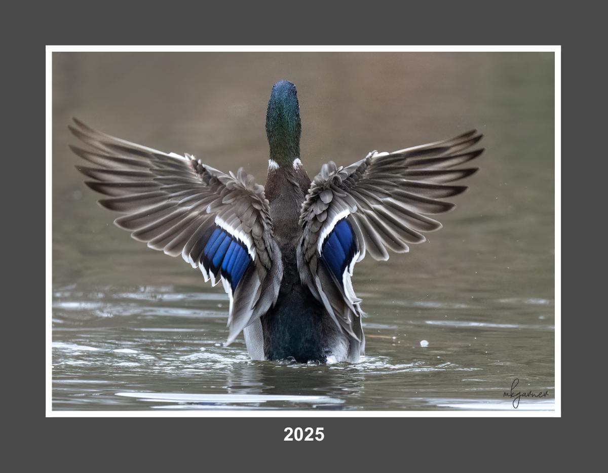 Waterfowl 2025 Calendar