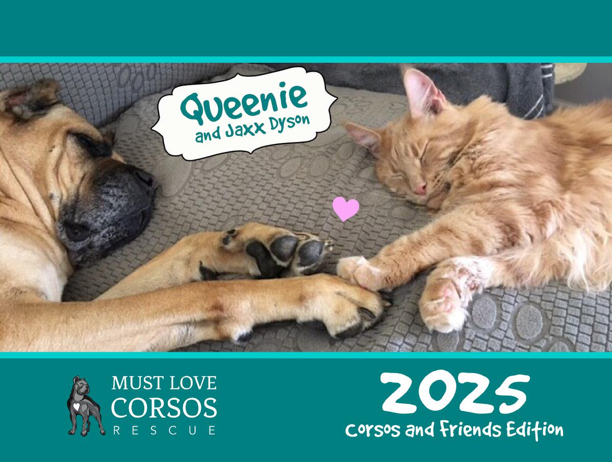 Must Love Corsos Rescue 2025 Calendar