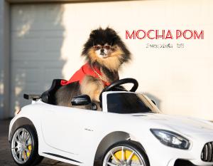 Mocha Pom 2025 Wall Calendar