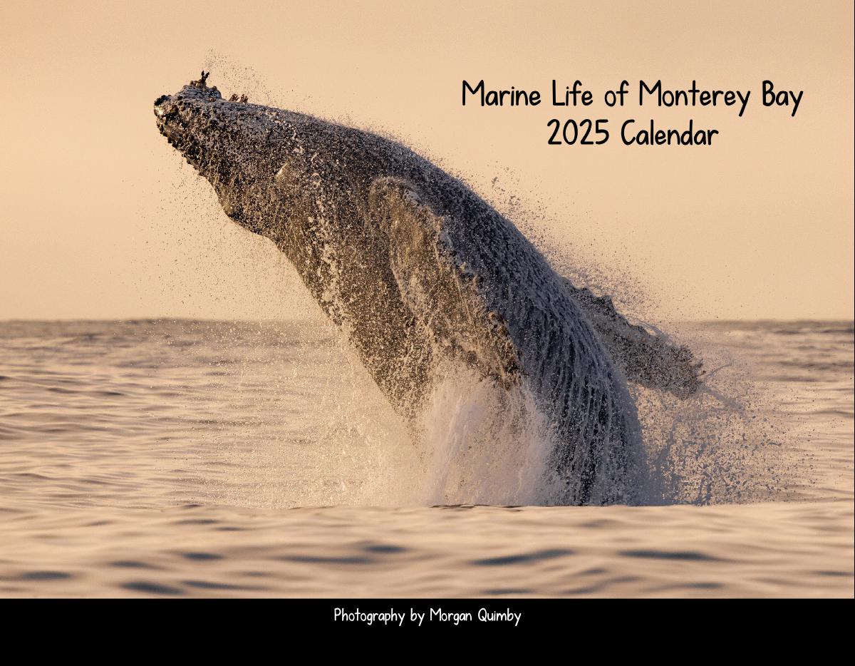 Marine Life of Monterey Bay 2025 Calendar