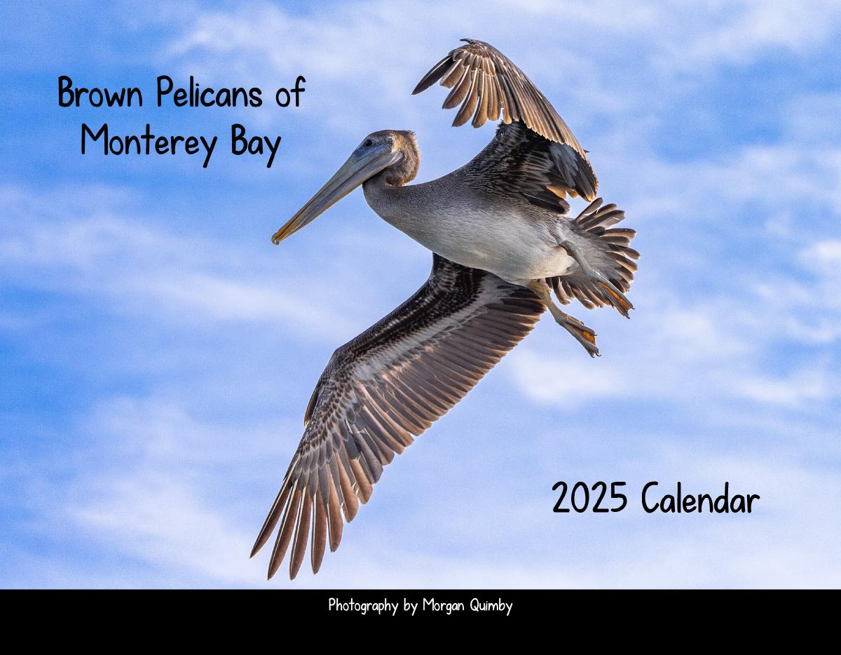 Pelicans of Monterey Bay 2025 Calendar