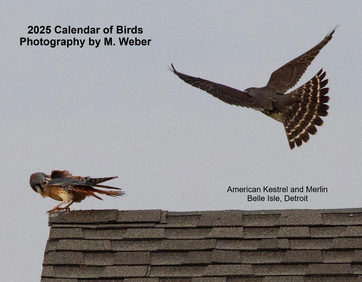 2025 Calendar of Birds by M. Weber