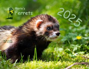 Marie's Ferrets 2025