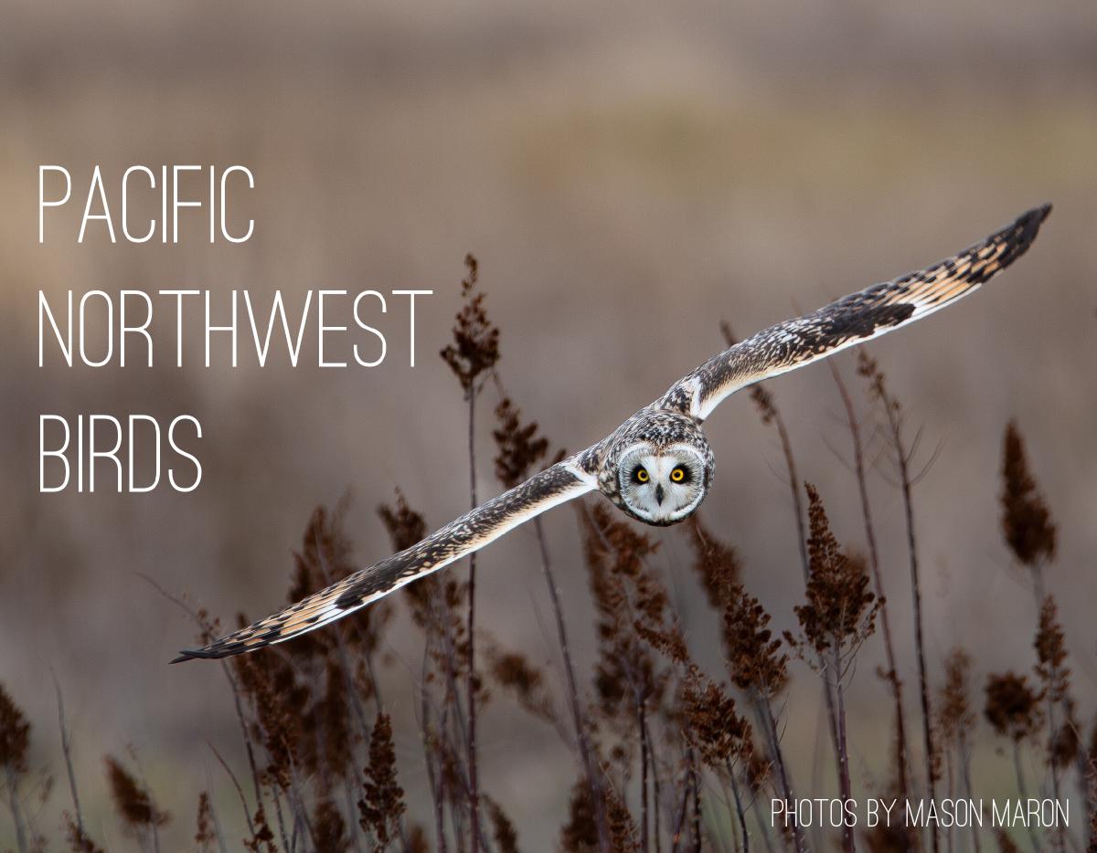 Pacific Northwest Birds