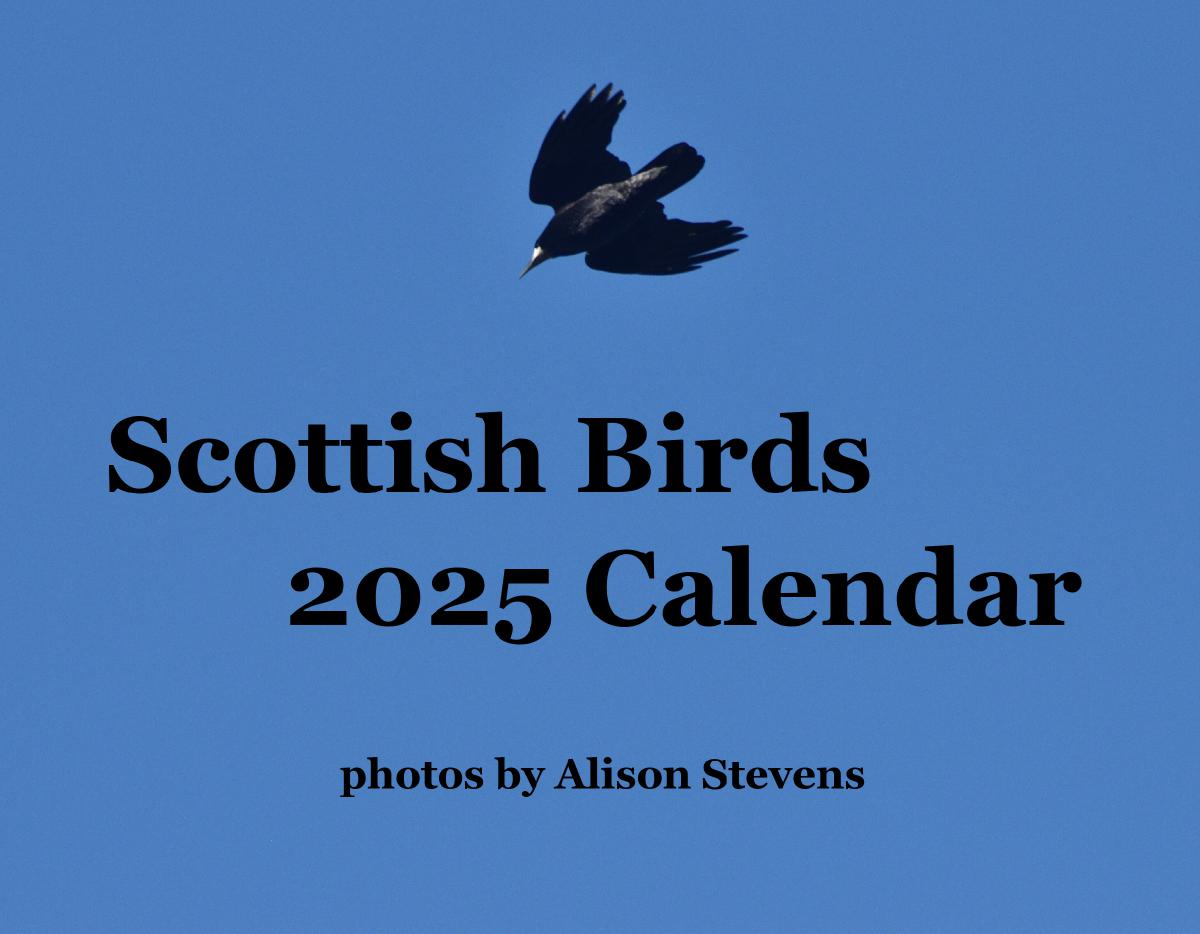 Scottish Birds 2025 Calendar