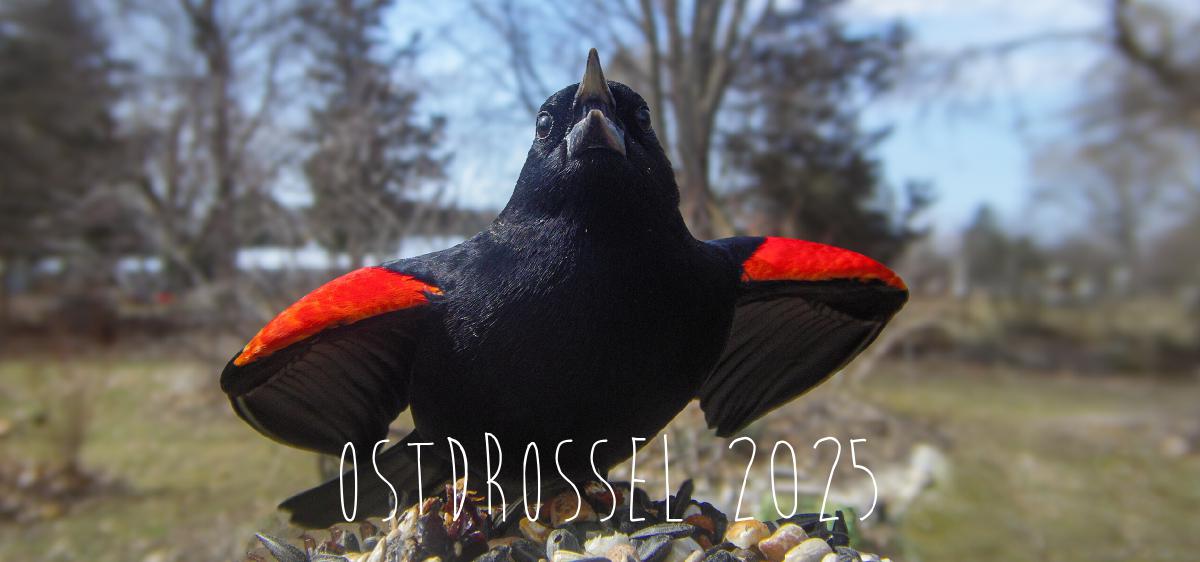 Ostdrossel desk calendar 2025